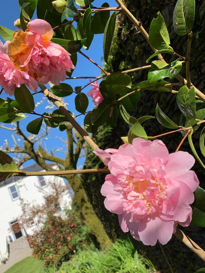 Riverbank House Bed And Breakfast Innishannon 外观 照片